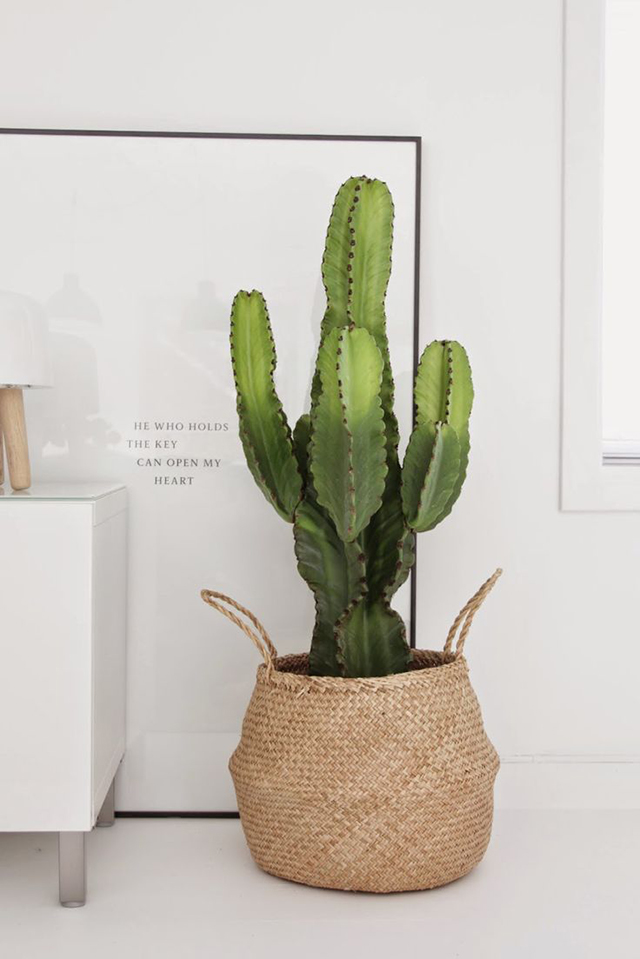 Crushing on Cacti | nathalie.ie