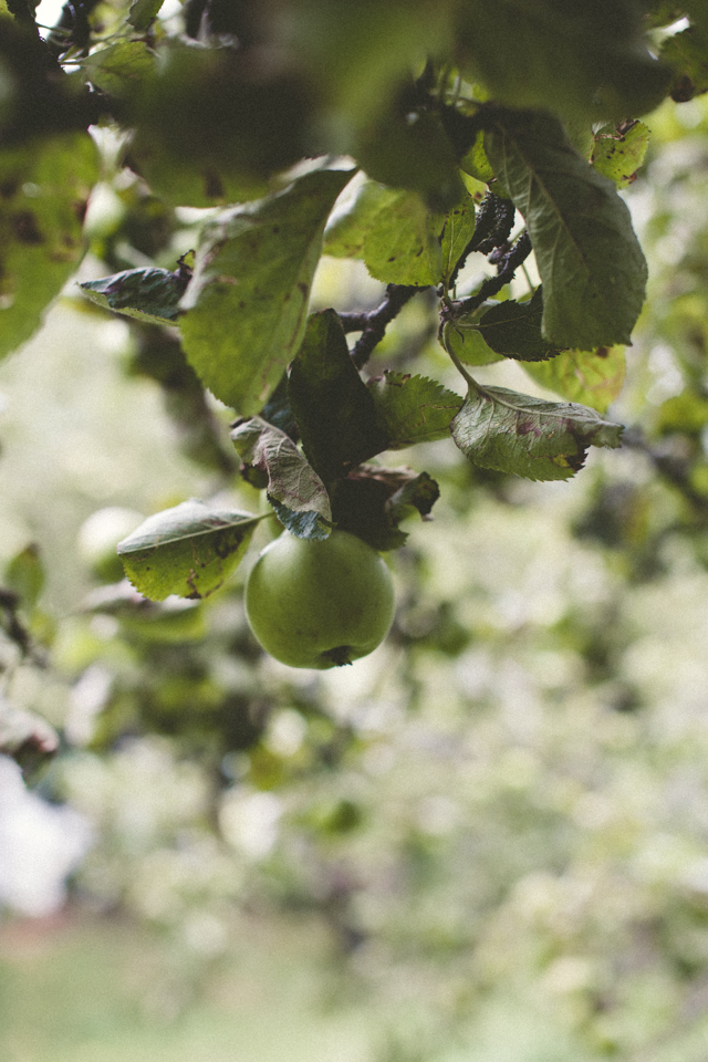 Autumn apples | nathalie.ie