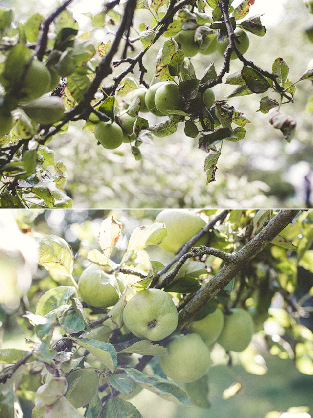 Autumn apples | nathalie.ie