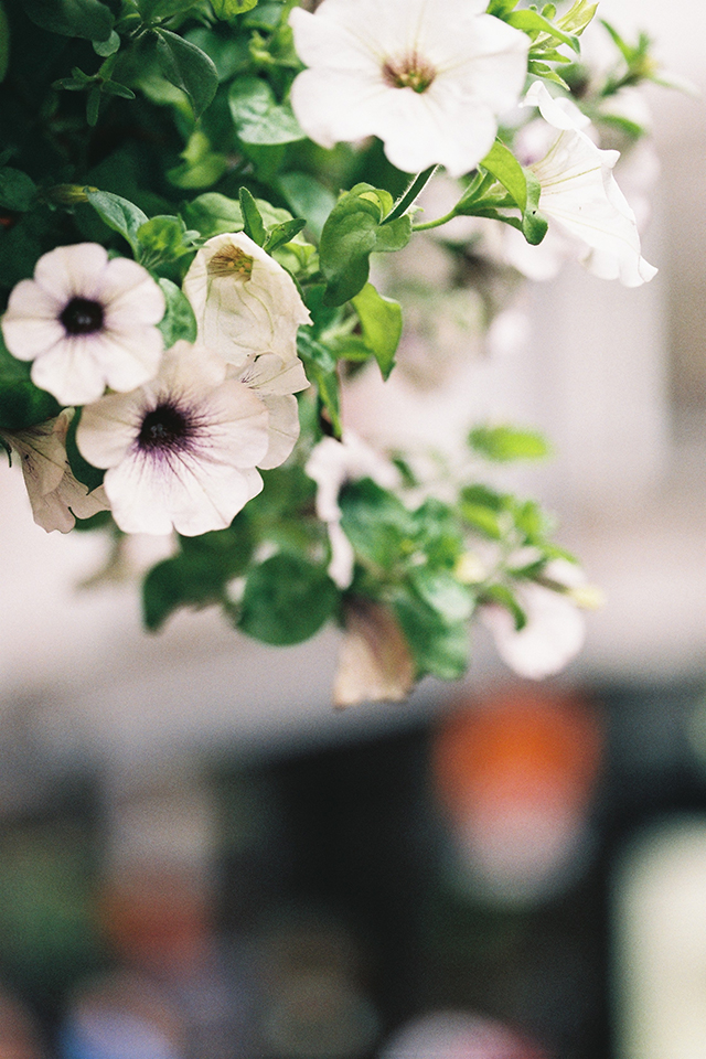 35mm film pics | nathalie.ie