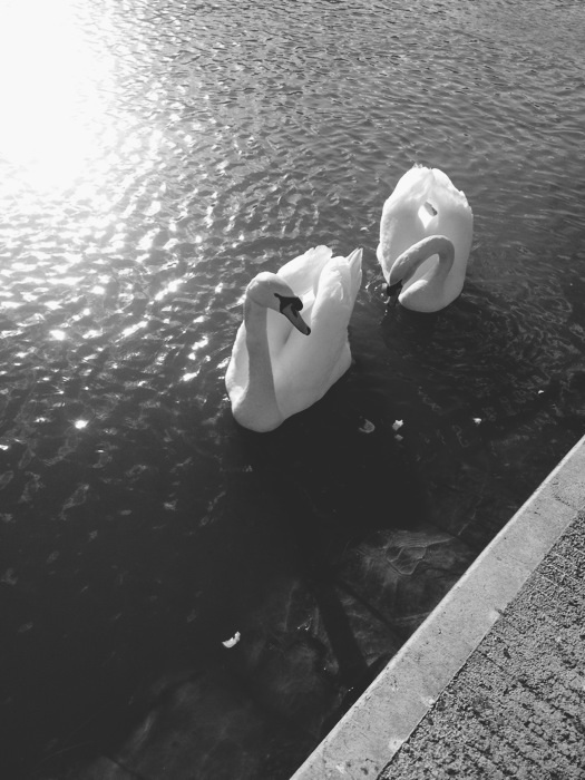 Swans at the canal | nathalie.ie