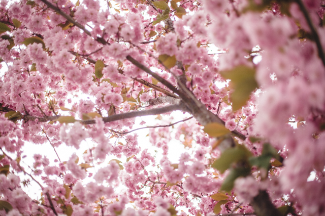 Cherry blossoms | Nathalie Marquez Courtney |nathalie.ie