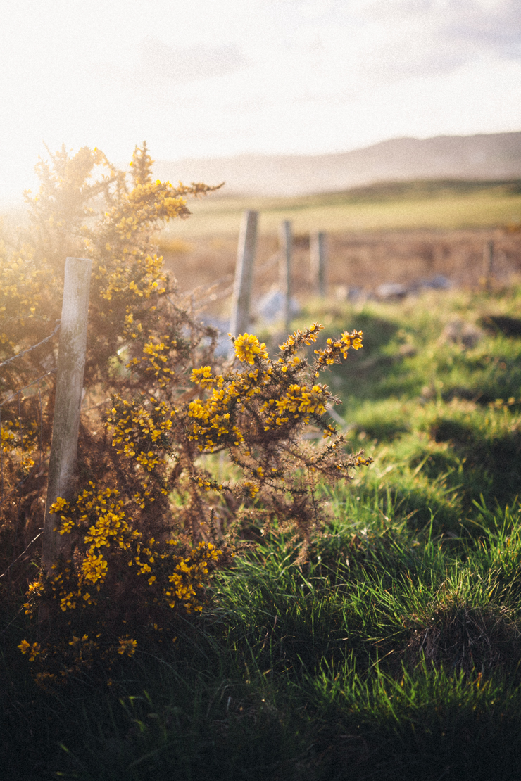Donegal gorse | nathalie.ie