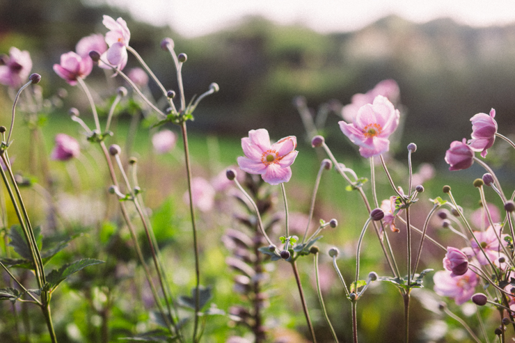 Late summer blooms| nathalie.ie
