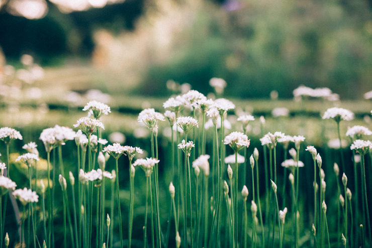 A visit to Ballymaloe | nathalie.ie