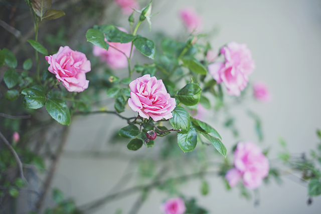 Blooms | nathalie.ie