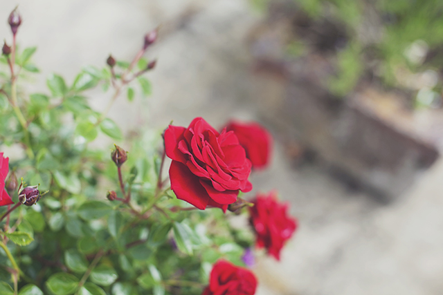 Blooms | nathalie.ie