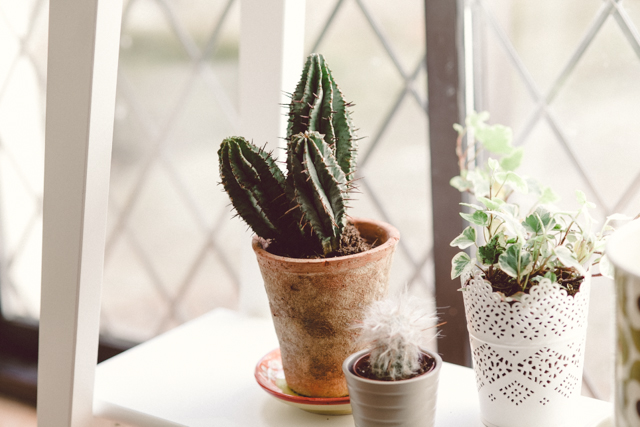 New place (and new plants!) | nathalie.ie