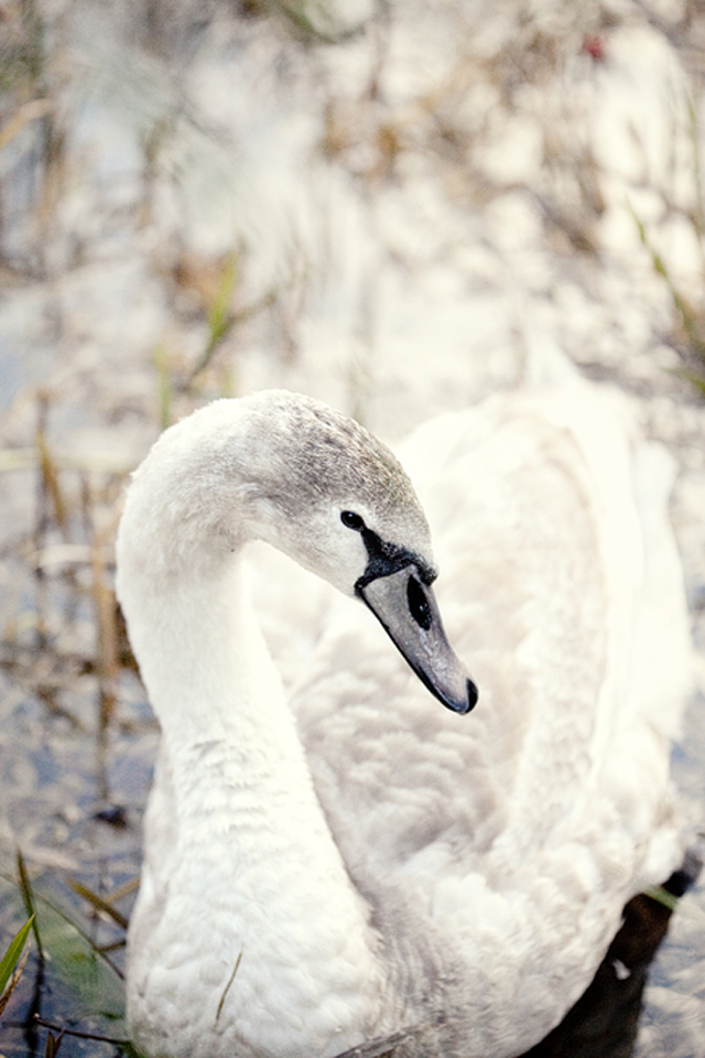snowdrops | nathalie.ie