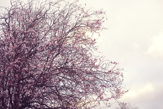 cherry blossoms | nathalie.ie
