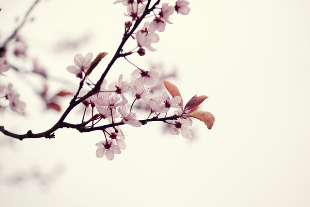 cherry blossoms | nathalie.ie
