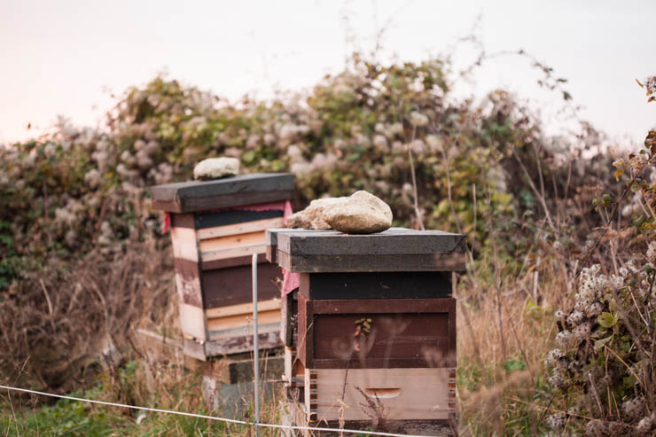 Brookfield Farm - lifestyle photography | nathalie.ie