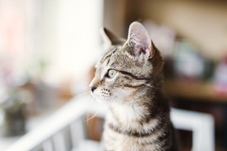 Kittens! | nathalie.ie