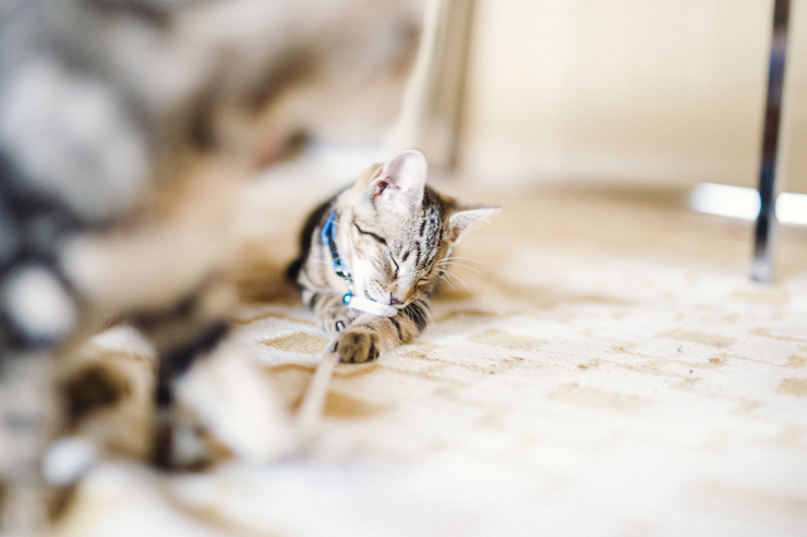 Kittens! | nathalie.ie