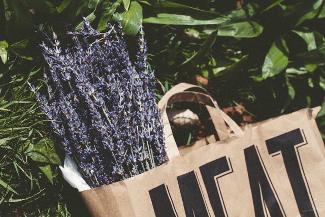 Foraging for wild garlic in Phoenix Park | nathalie.ie