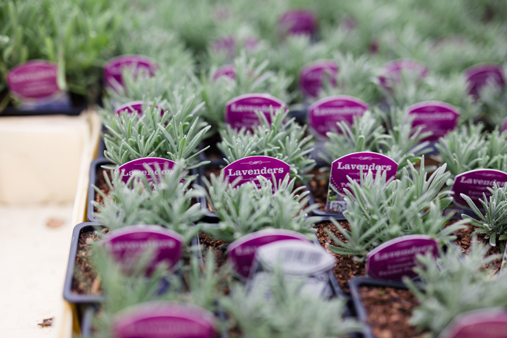 Summer lavender harvest in Wicklow | nathalie