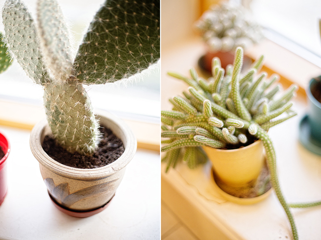 cacti | nathalie.ie
