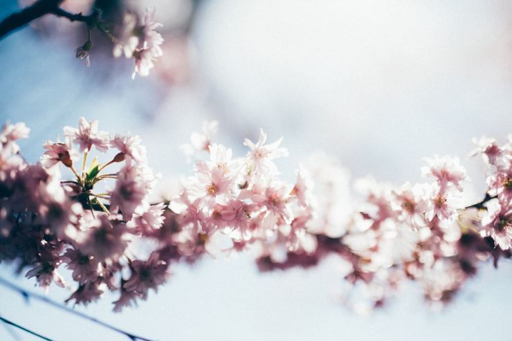 Blue skies + blossoms | nathalie.ie