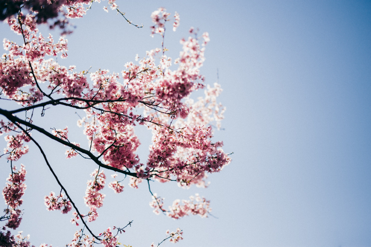 Blue skies + blossoms | nathalie.ie