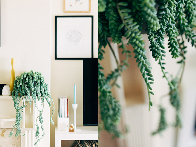 Burro's tail succulent | nathalie.ie 