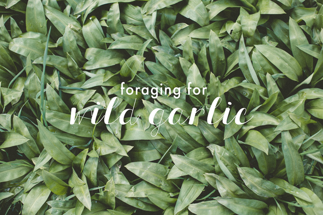 Foraging for wild garlic in Phoenix Park | nathalie.ie