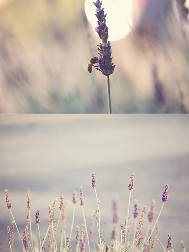 Treebones, Big Sur, California