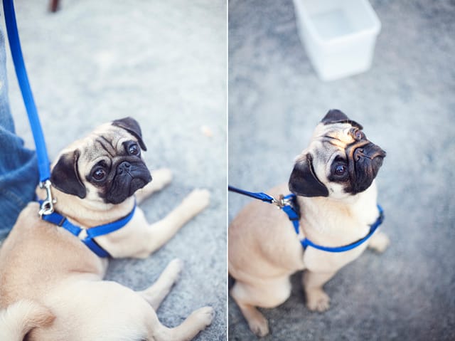 Cute pug