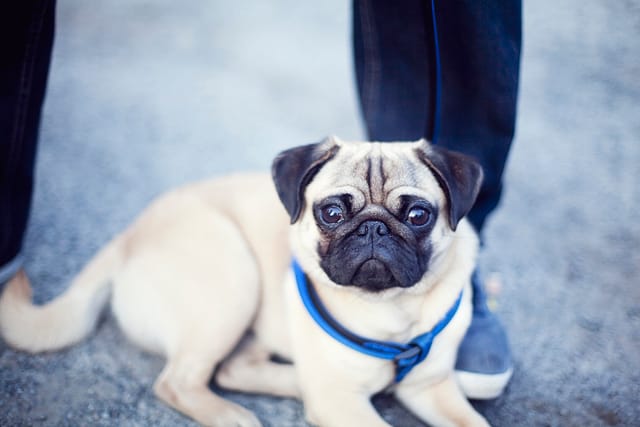 Cute pug