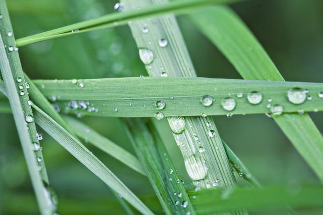 Indian Statue Garden