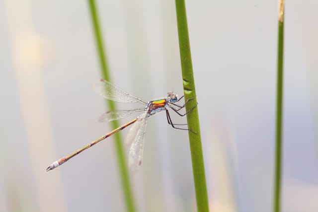 Indian Statue Garden