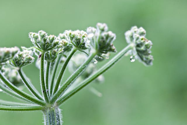 Indian Statue Garden
