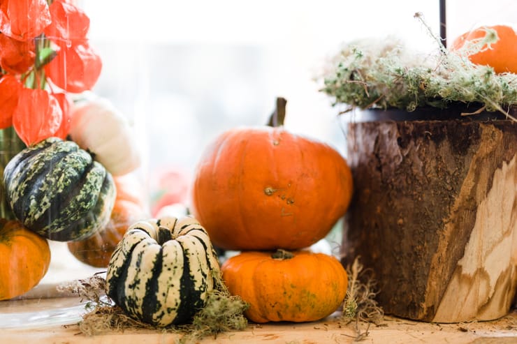Pumpkins in Appassionata | nathalie.ie