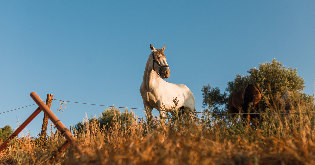A beautiful horse riding retreat in Andalucía