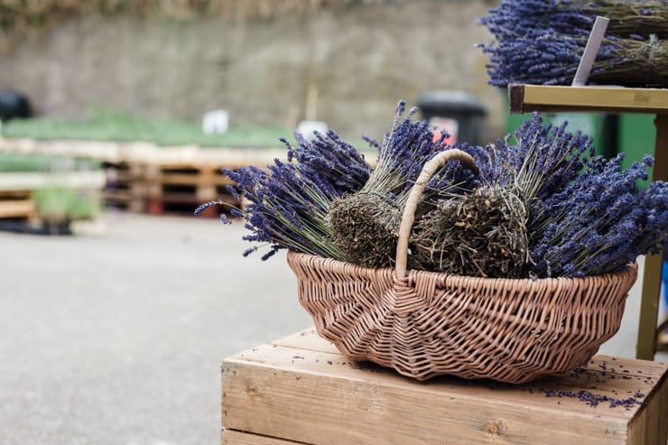 Summer lavender harvest in Wicklow | nathalie