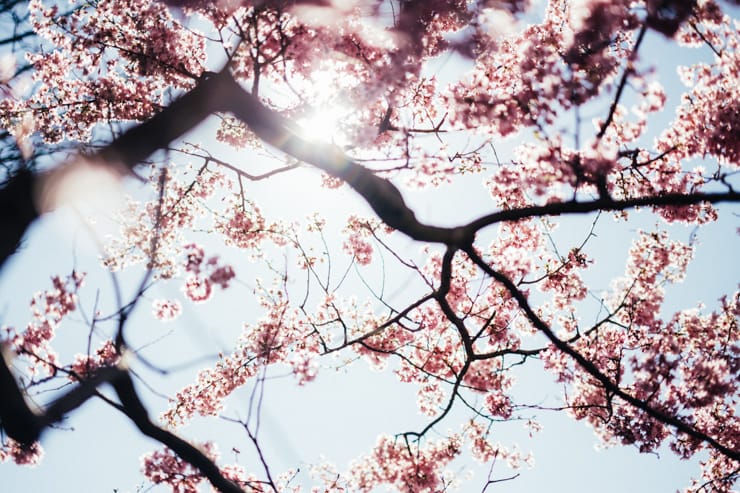 Blue skies + blossoms | nathalie.ie