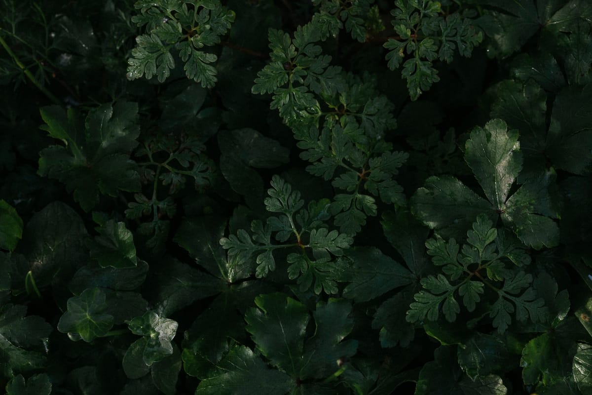 Textures of Fernwood