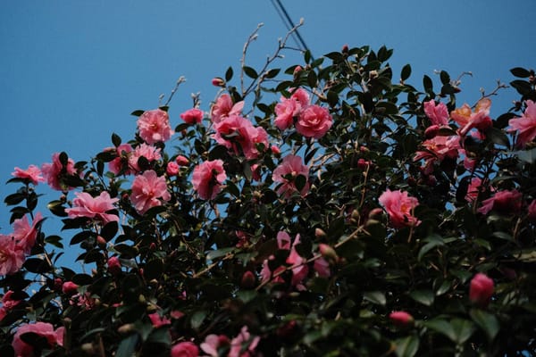 Bringing back the blogroll