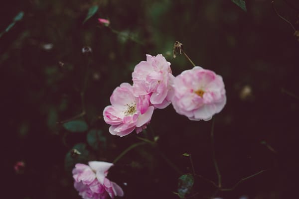 War Memorial Gardens Dublin | nathalie.ie